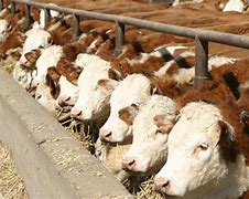 Image result for Beef Cattle Feed