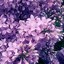 Image result for iPhone 12 Purple Aesthetic