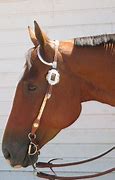 Image result for Bridle Anatomy