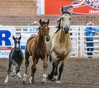 Image result for Wild Horse Racing