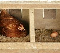 Image result for Egg Laying Chicken House
