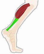 Image result for Calf Muscle Training