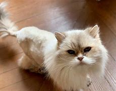 Image result for Lion Looking Cat