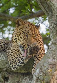 Image result for Leopard Paw