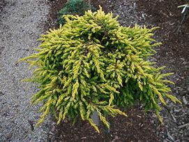 Image result for Juniperus chinensis Goldschatz