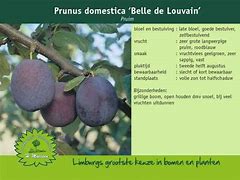 Image result for Prunus domestica Belle de Louvain