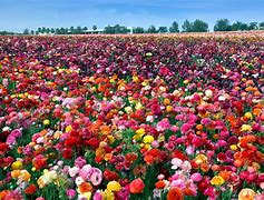 Image result for Famous Flower Fields