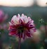 Image result for Dahlia Happy Butterfly