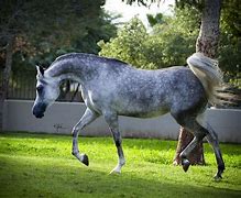Image result for Dapple Gray Arabian Horse