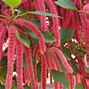 Image result for Common House Cactus with Red Flowers
