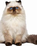 Image result for Persian Cat Face