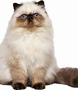 Image result for So Cute Cats Persian