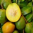 Image result for Golden Apple Barbados