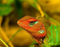 Image result for Common Green Lizard