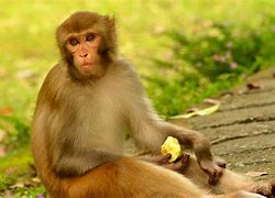 Image result for Monkey Laughin