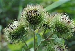 Image result for Plants in Wild