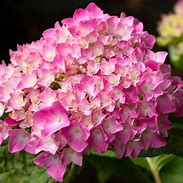 Image result for Hydrangea macr. King George V