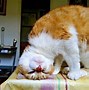 Image result for Looking at Life Upside Down Cat Meme