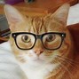 Image result for Hipster Cat iPhone Wallpaper