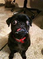 Image result for Very Cute Funny Animals