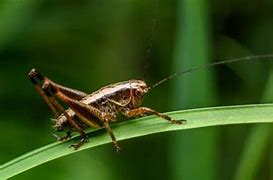 Image result for American Cricket Insect