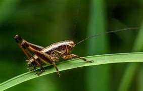 Image result for Cricket Animal Legs
