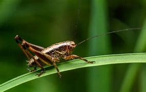 Image result for White Cricket Insect