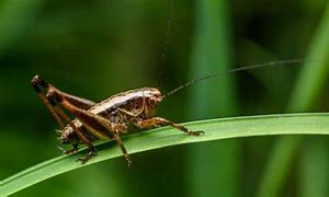 Image result for American Cricket Bug