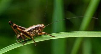 Image result for Crickets in Palm Leaves