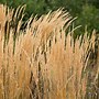 Image result for Panicum virgatum Cloud Nine