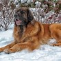 Image result for Biggest Puppy in the World