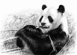 Image result for Panda Bear Painting