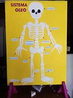Image result for Human Anatomy Skeleton Coloring Pages