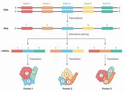 Image result for Splicing Diagram