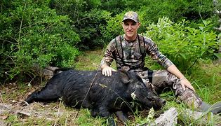Image result for Hog Hunting South Texas