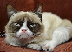 Image result for Grumpy Cat Blank