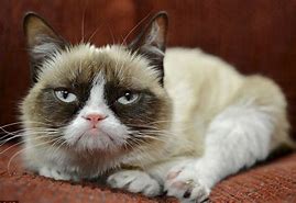 Image result for Grumpy Cat Template