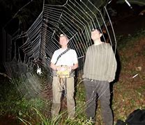 Image result for World Biggest Spider Web