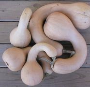 Image result for Large White Crookneck Squash