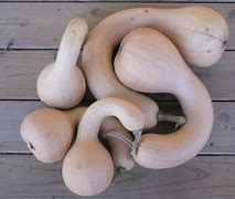 Image result for White Crookneck Squash