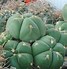 Image result for Gymno Cactus