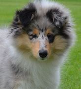 Image result for Blue Merle Smooth Collie