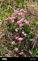 Bildergebnis für Androsace carnea Andorra