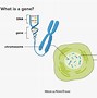 Image result for What's a Gene in DNA
