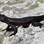 Image result for 2Ft Long Gray and Black Lizard Images