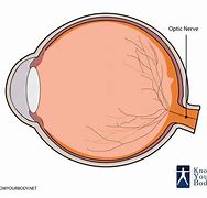 Image result for Optic Disc