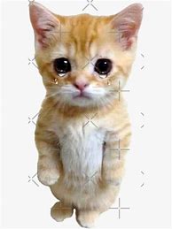Image result for Sad Cat Meme Plush