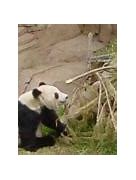 Image result for Giant Panda Cute