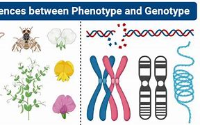 Image result for What Are Genotypes and Phenotypes