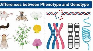 Image result for Genotype versus Phenotype